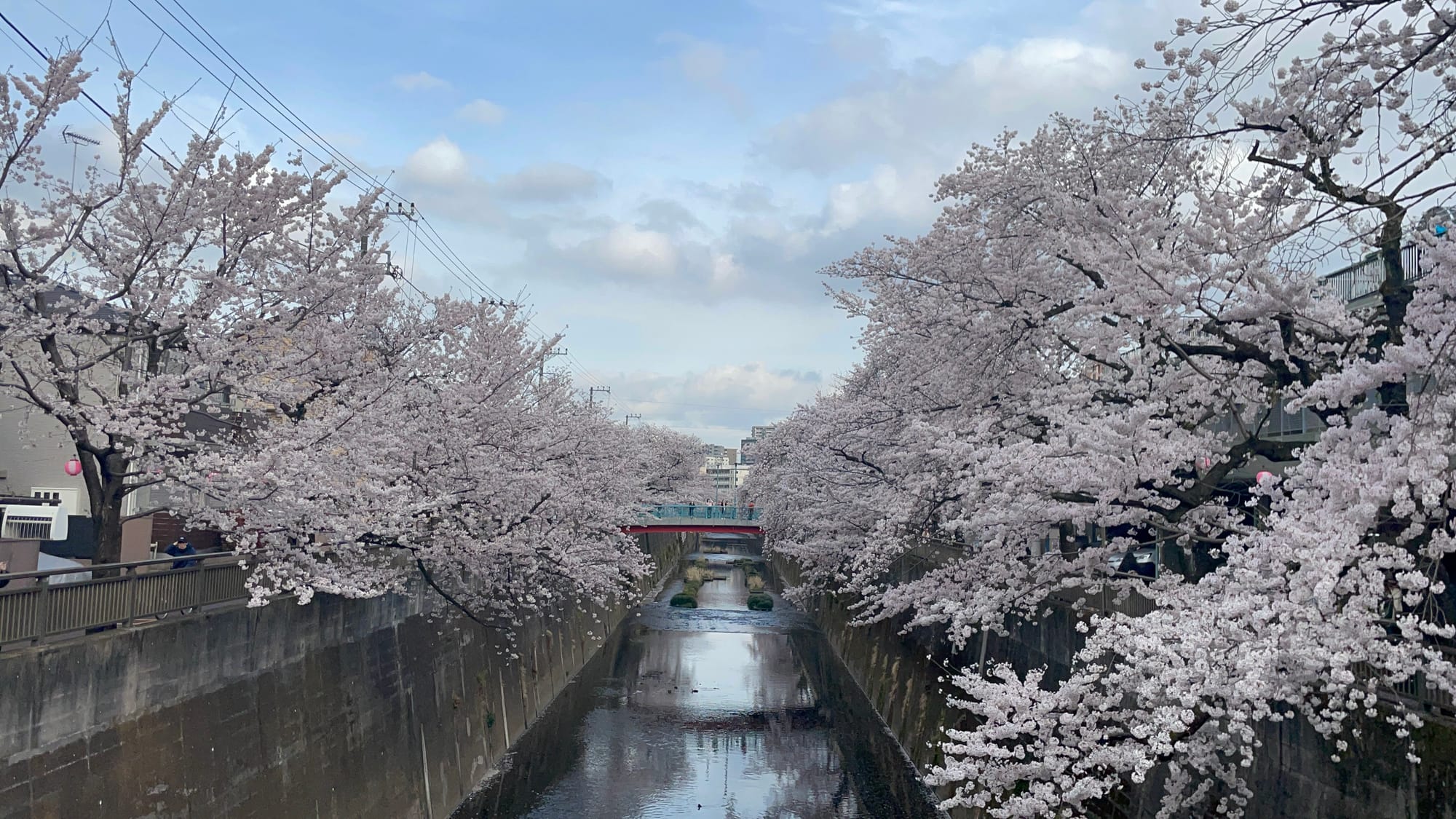 Cherry blossom in Tokyo