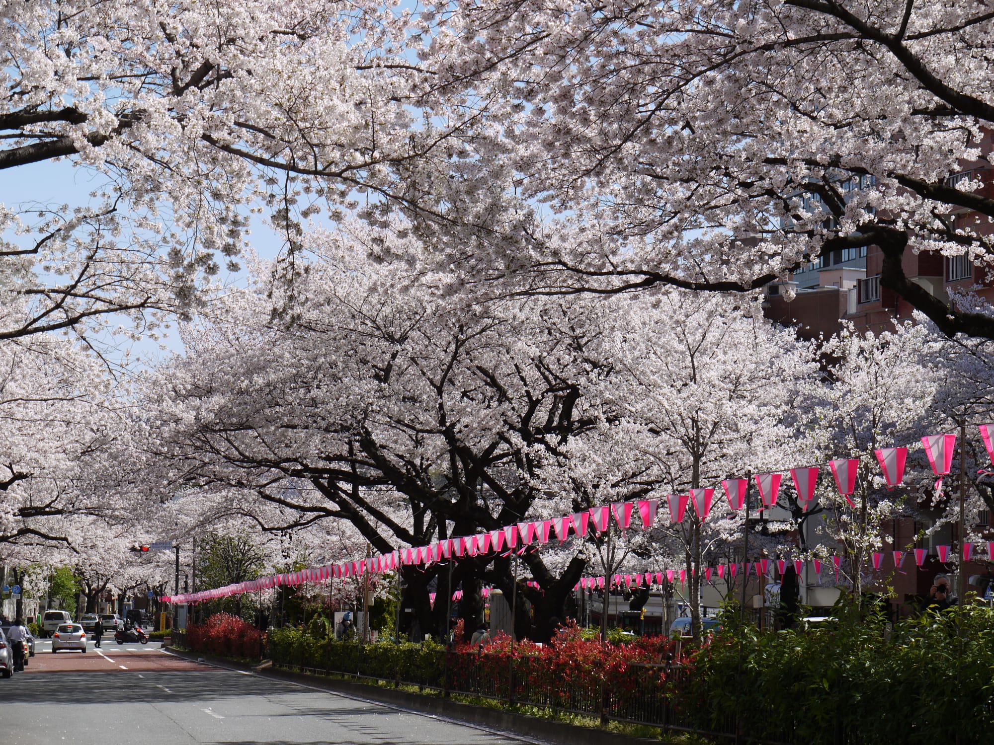 Cherry blossoms and lanterns during the Bunkyo Cherry Blossom Festival in Tokyo, Japan.