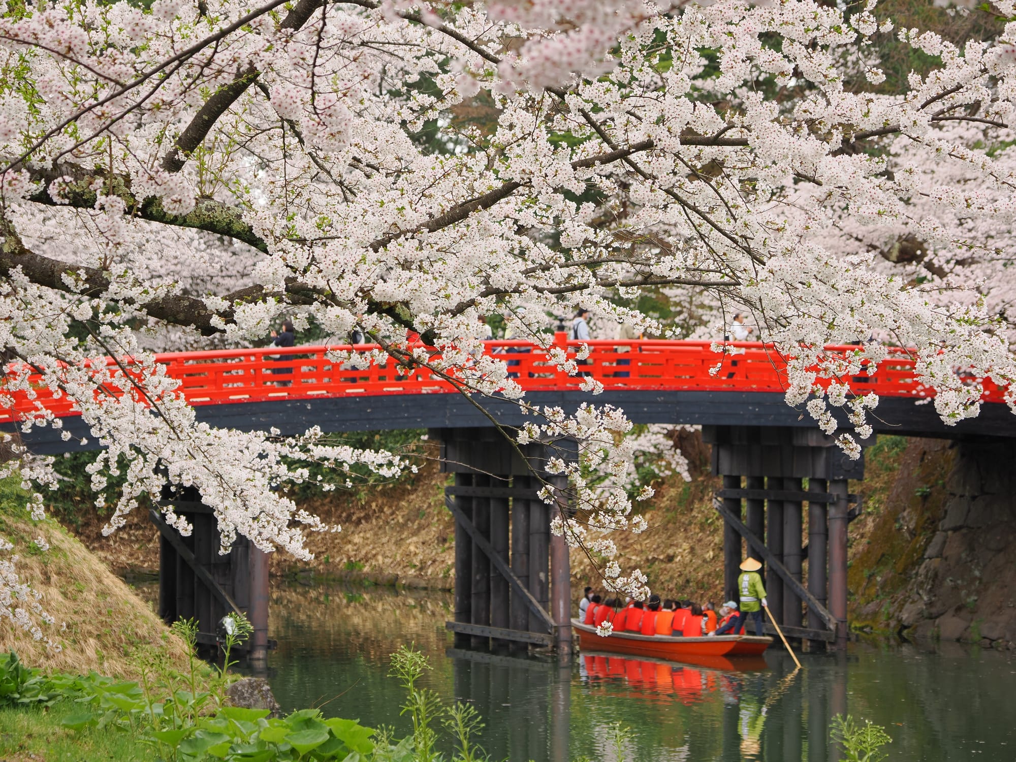 A boat passing under a red bridge in the moat at Hirosaki Castle during sakura season.