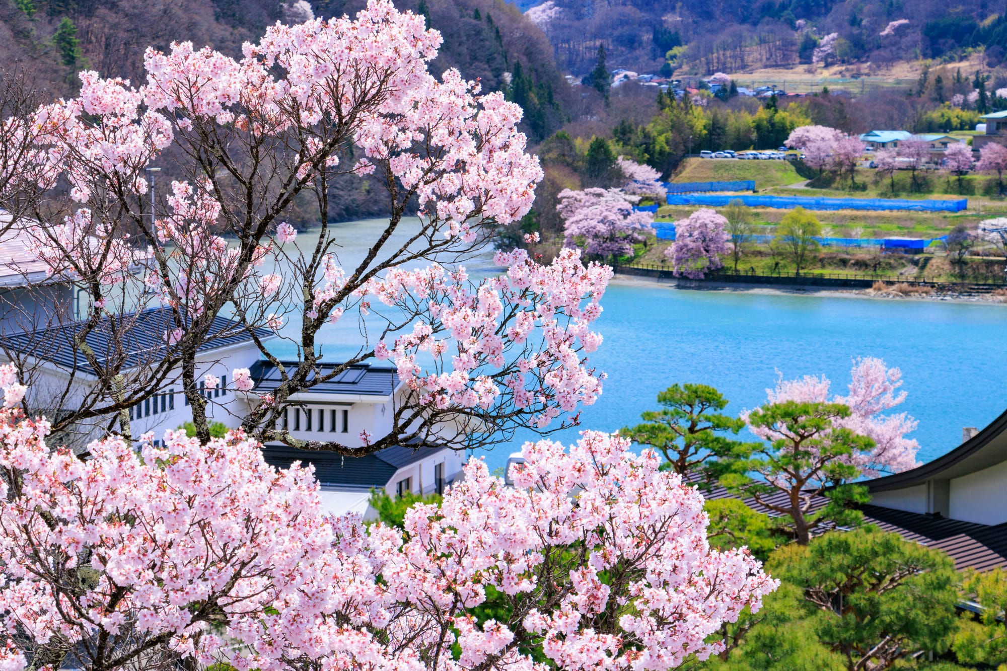 Takato Castle Park overlooking a valley of pink blooms. | Source: PIXTA