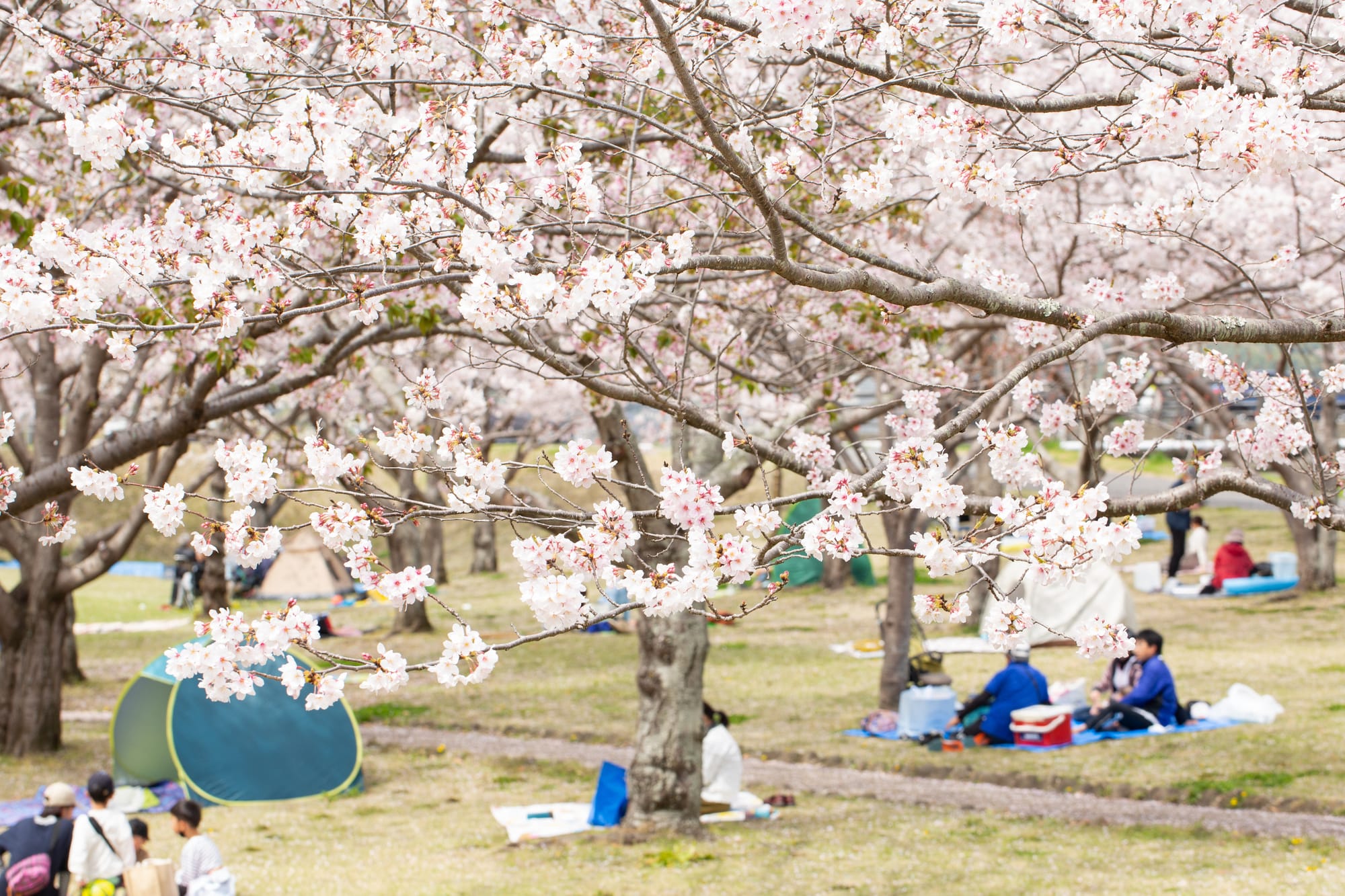People enjoying a hanami picnic under cherry blossom trees in a park in Japan.