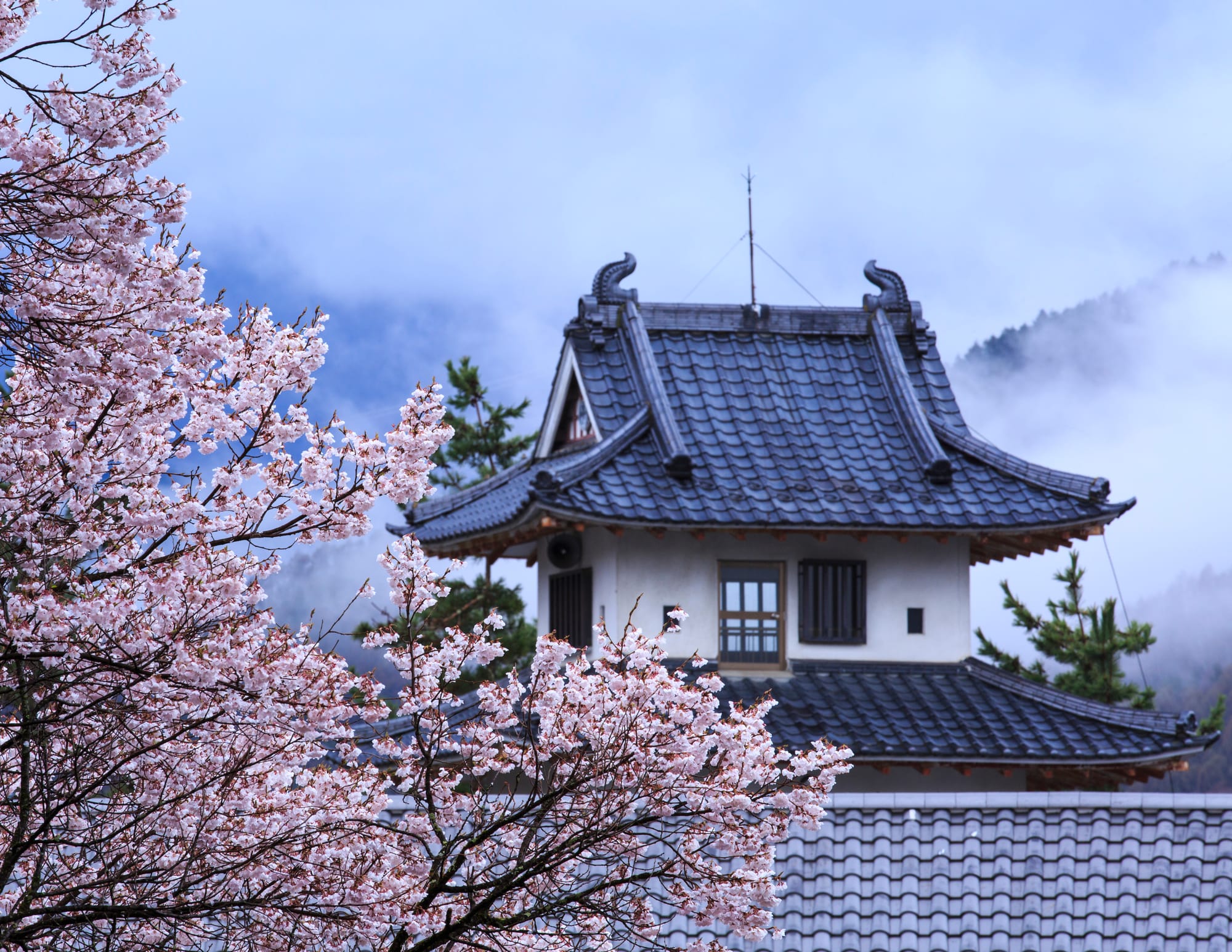 Takato Castle Park covered in bright pink cherry blossoms during the sakura festival in Nagano, Japan.
