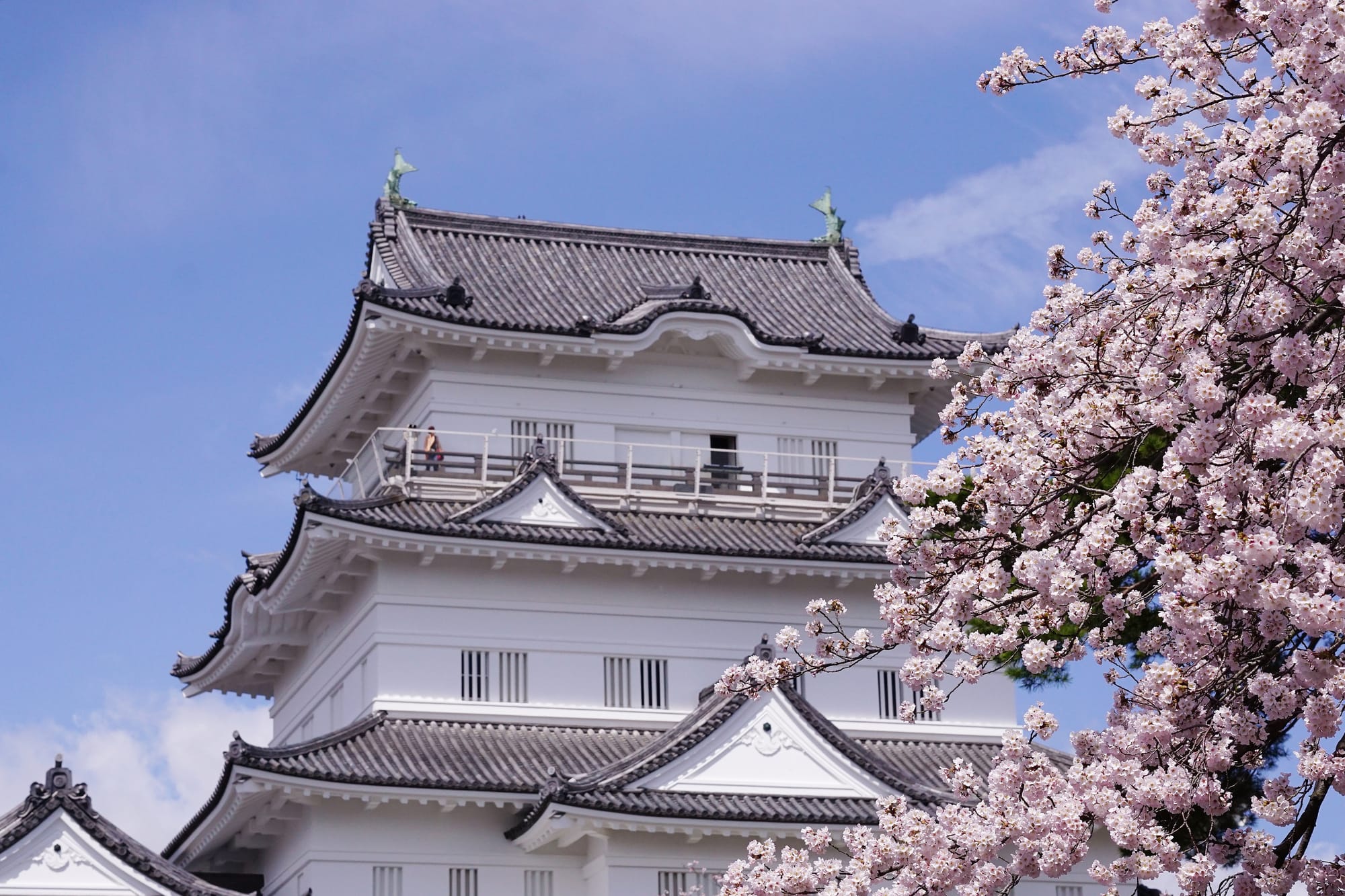 Odawara Castle framed by cherry blossoms in full bloom. | Source: PIXTA