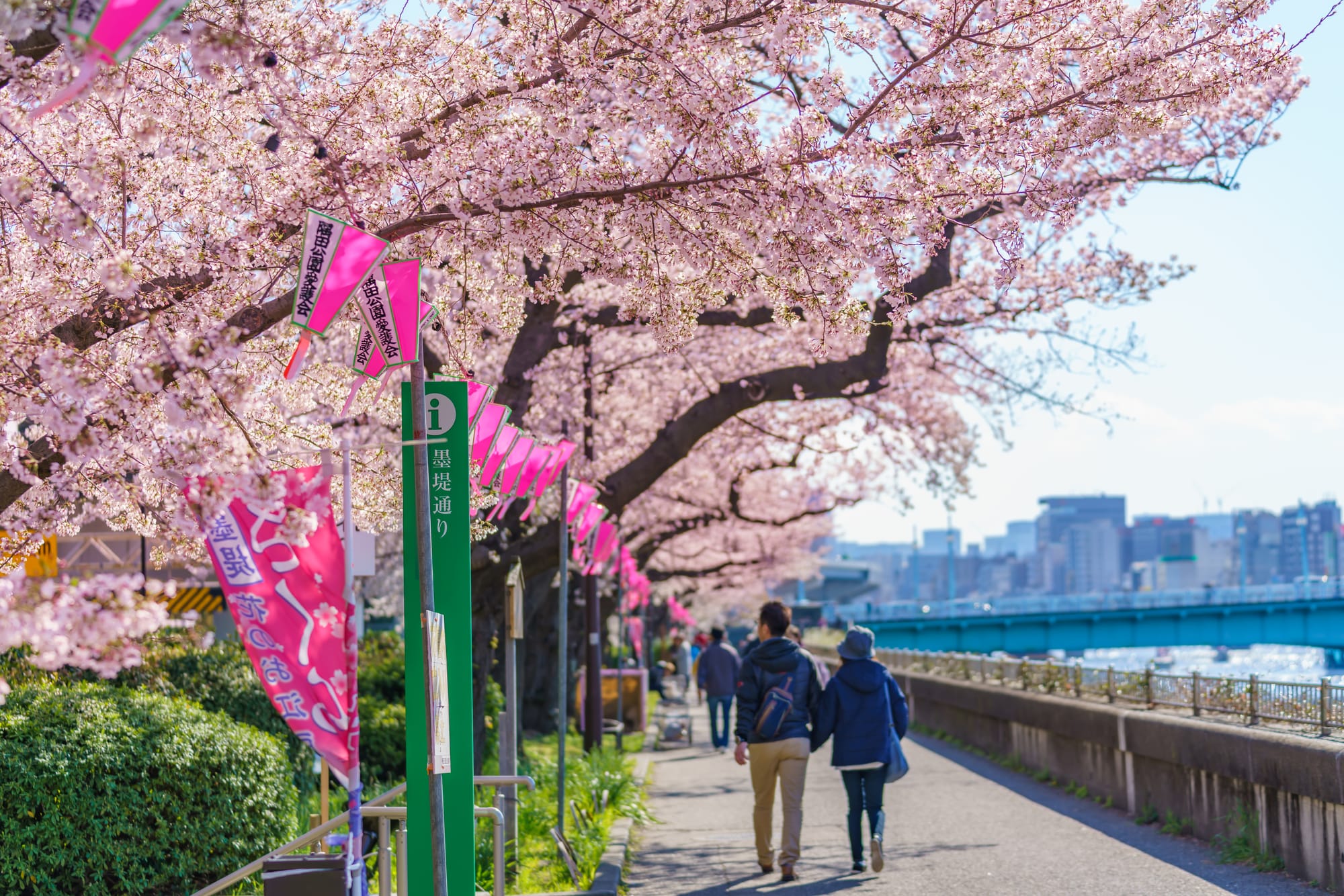 Cherry blossom trees along the Sumida River during the Sumida Sakura Festival in Tokyo.