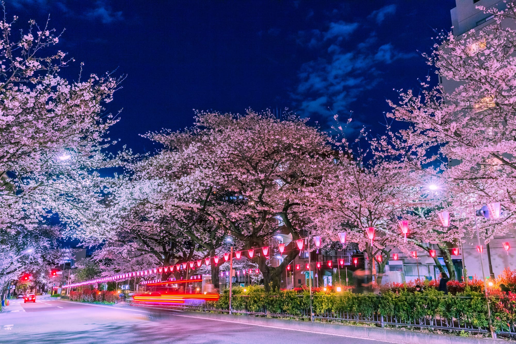 Illuminated cherry blossoms at the Bunkyo Sakura Festival in Tokyo at night.