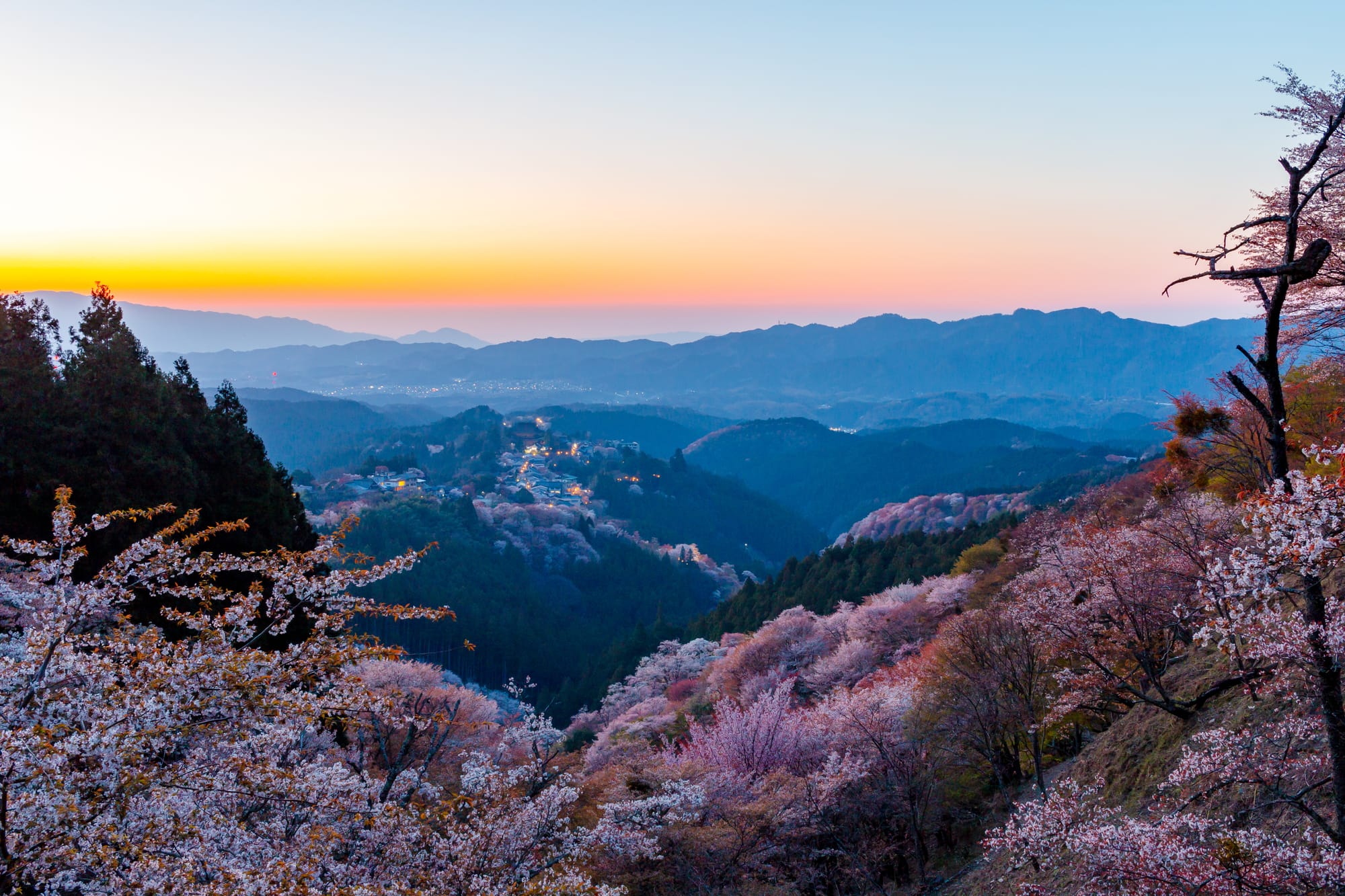 Layered cherry blossom trees covering Mount Yoshino as the sun sets in Nara, Japan.