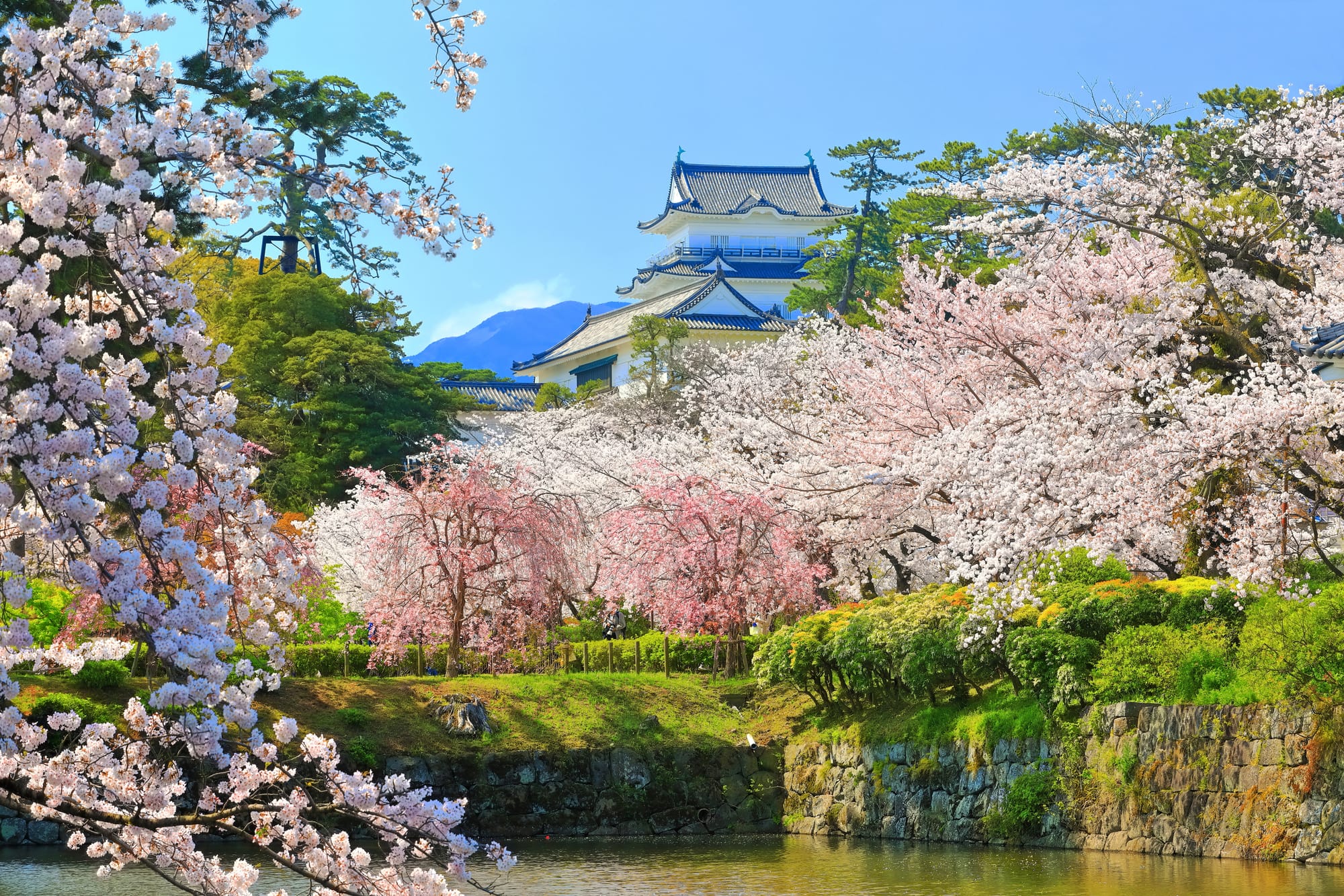 Odawara Castle reflected in a moat surrounded by cherry blossoms in spring.