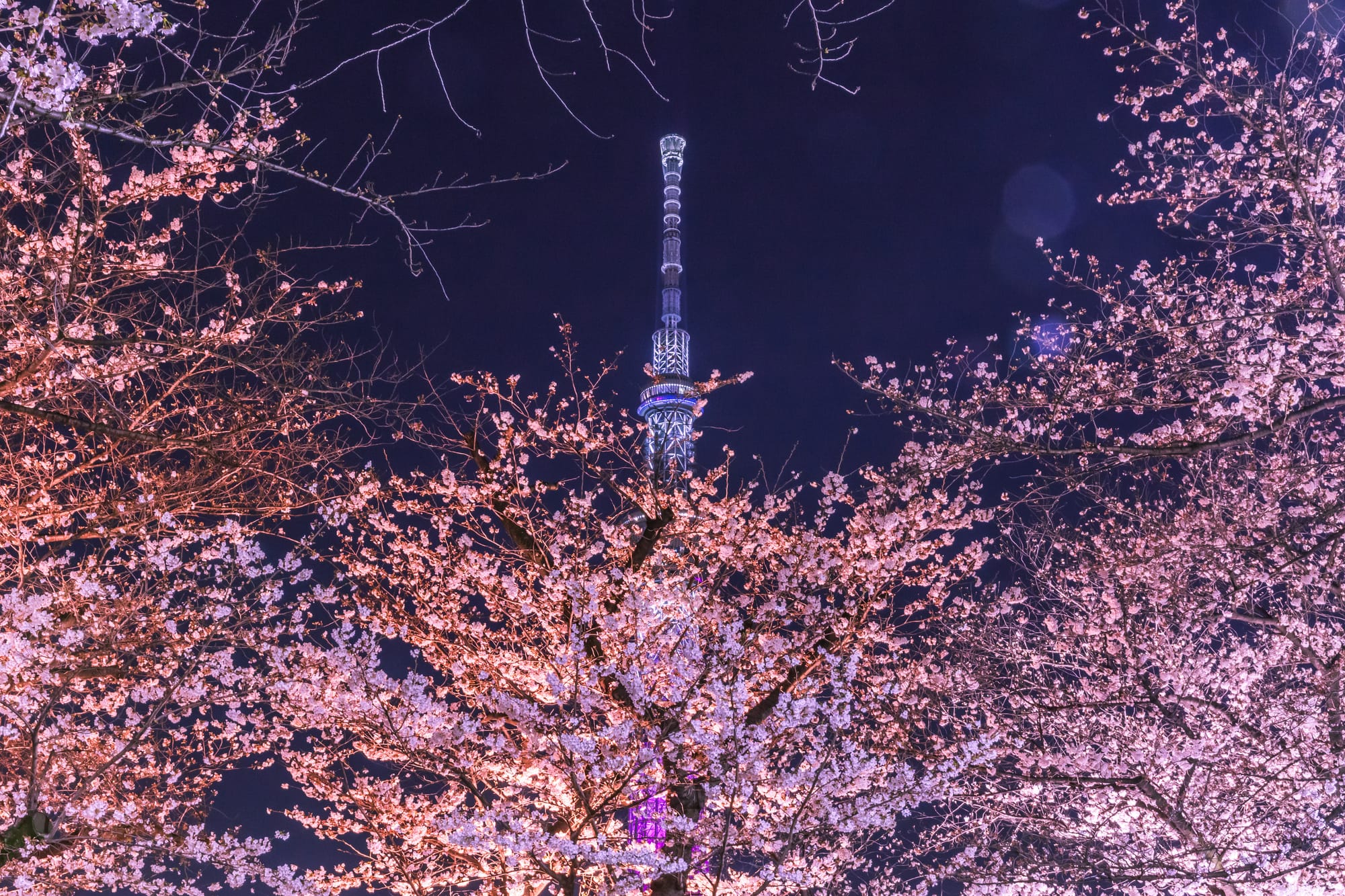 Cherry blossoms illuminated at night along the Sumida River with Tokyo Skytree, during sakura season in Tokyo
