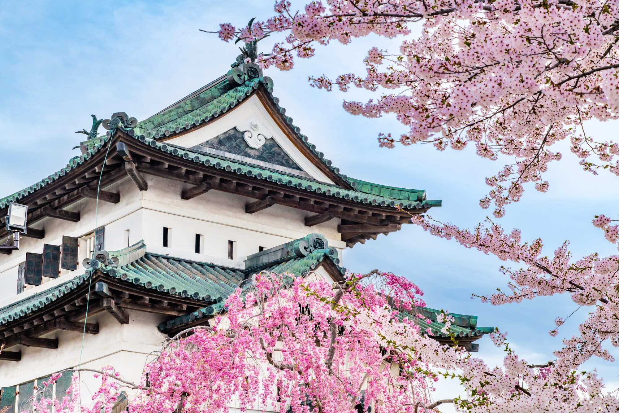 Hirosaki Castle surrounded by cherry blossoms during the Hirosaki Cherry Blossom Festival in Aomori.