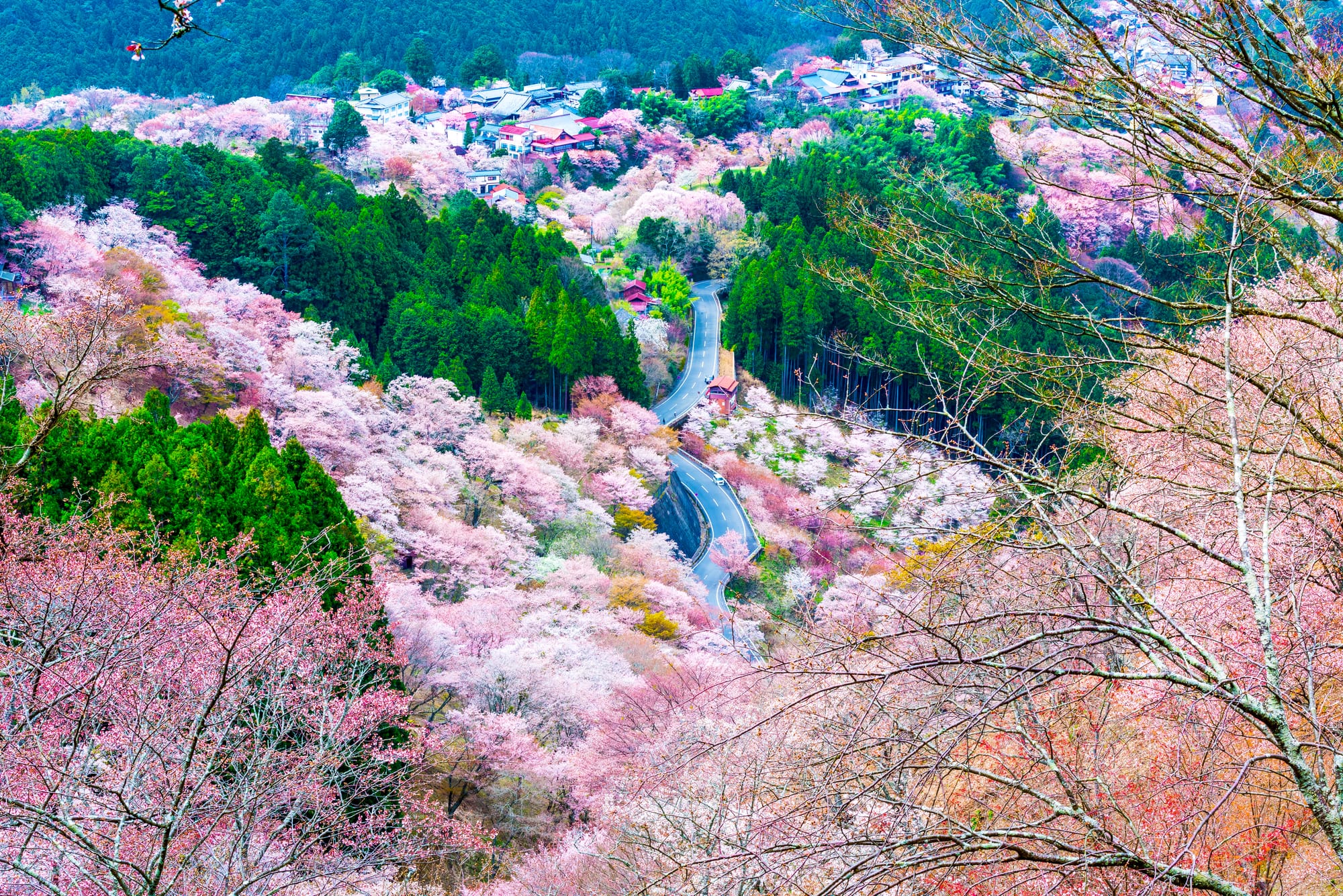 Cherry blossoms covering Mount Yoshino in Nara during peak sakura season.