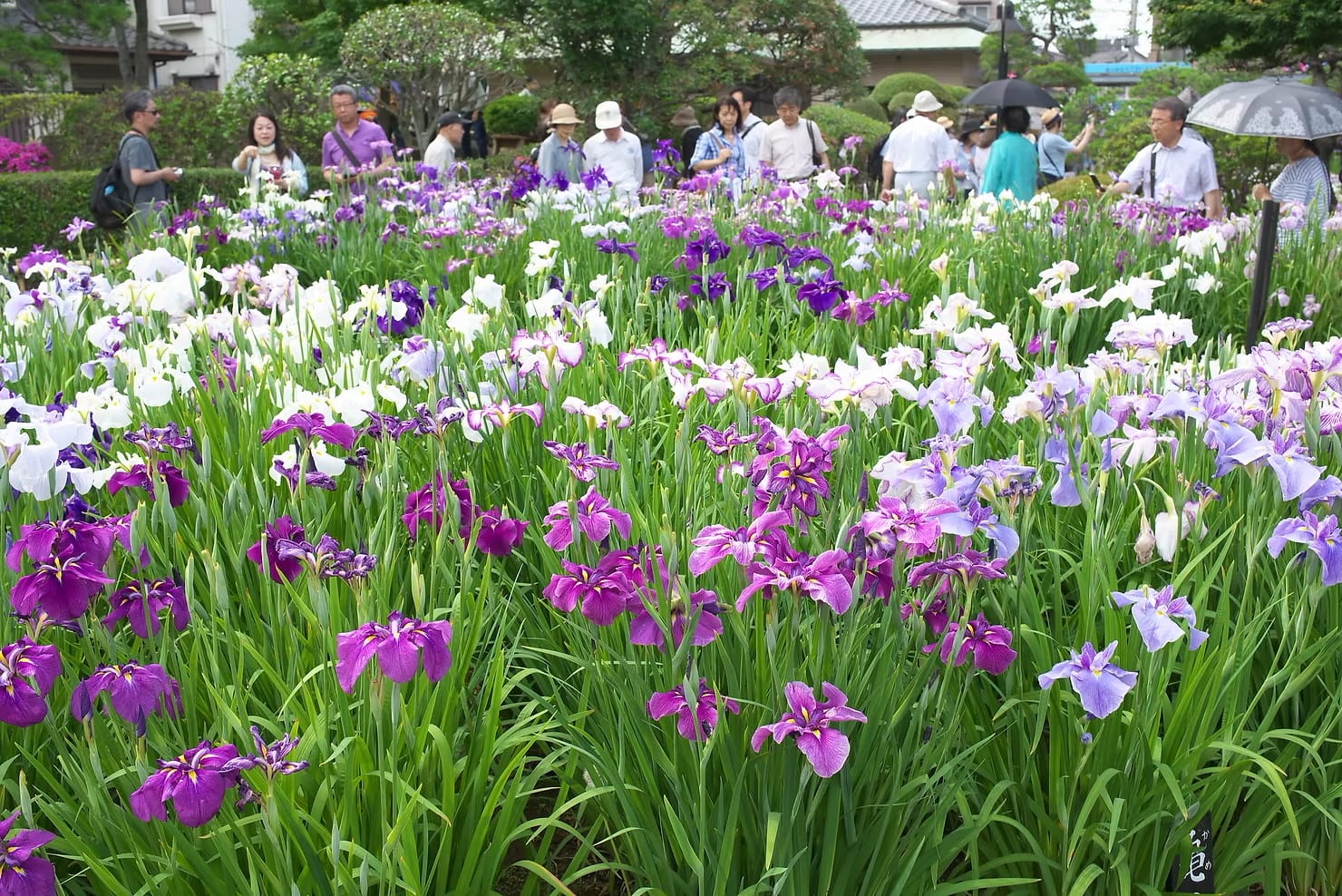 A field of colorful iris flowers in Tokyo at a summer festival