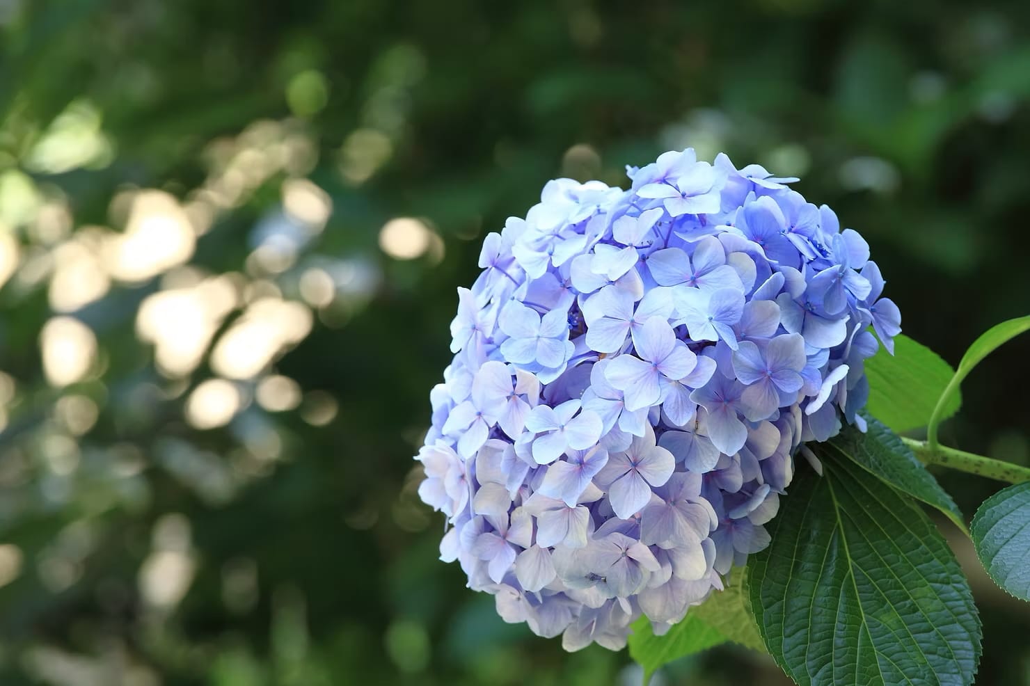 A blue hydrangea flower in Tokyo during a summer festival
