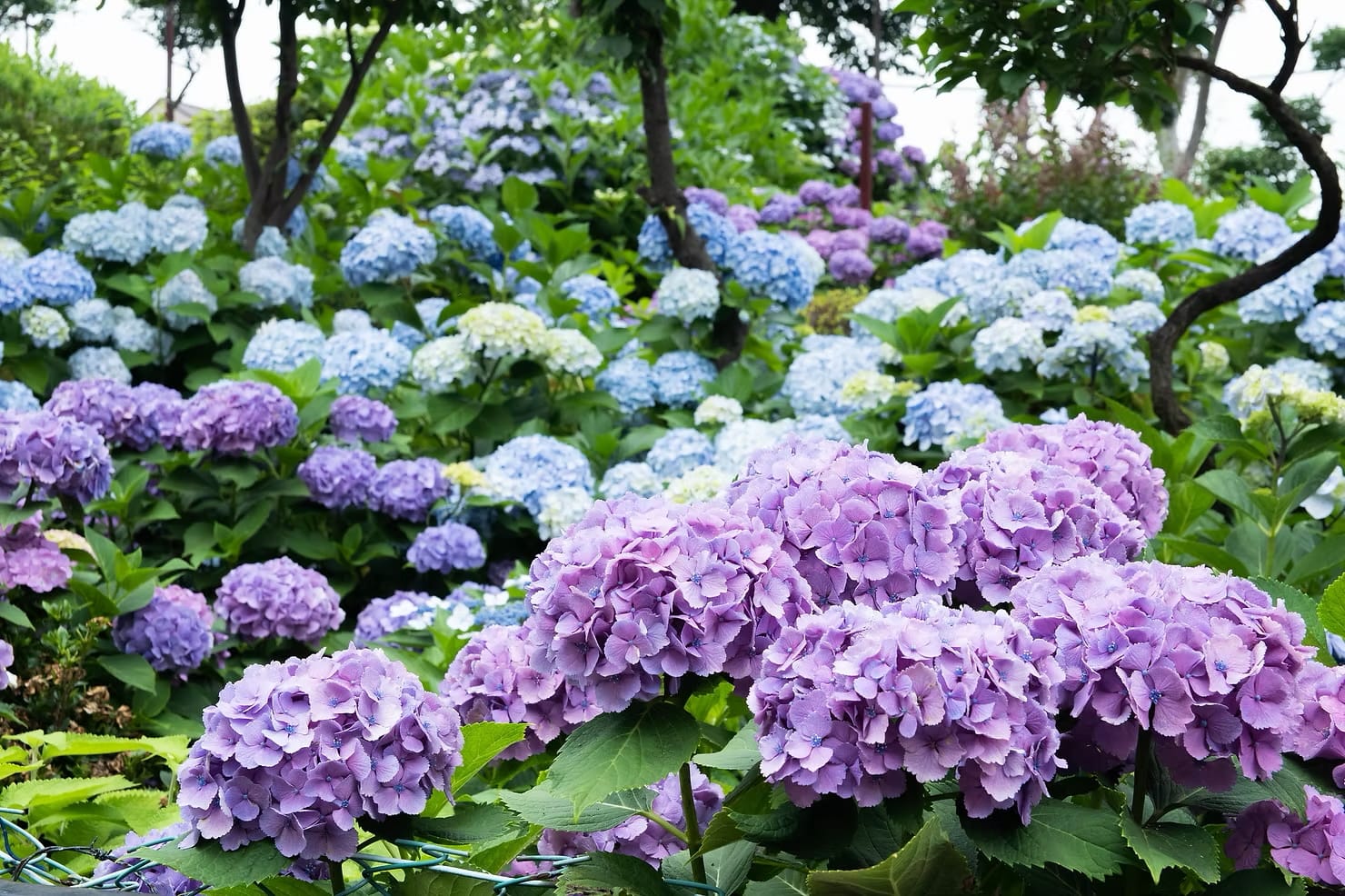 A field of hydrangea flowers during a summer festival in Tokyo, Japan