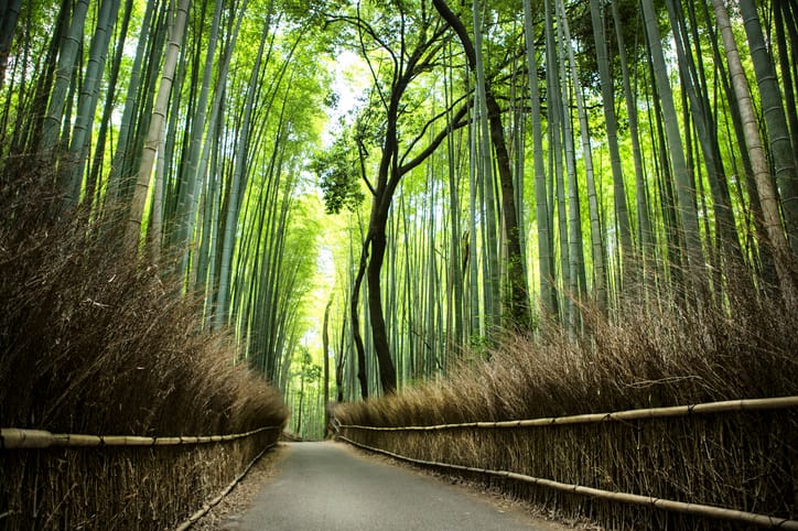 A path inArashiyama bamboo forest without people