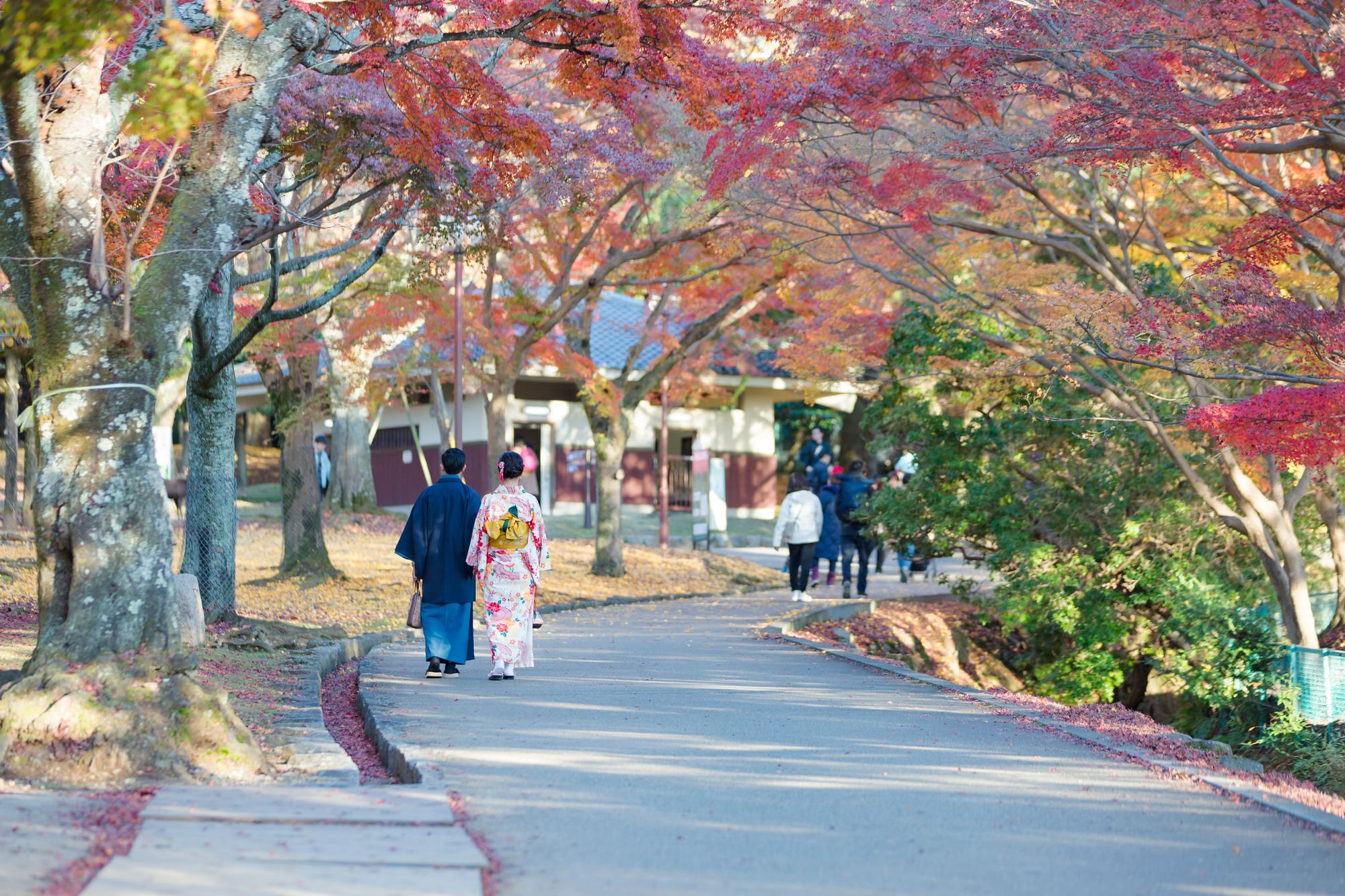A couple in kimono walking a path under maple trees in full autumn colors.