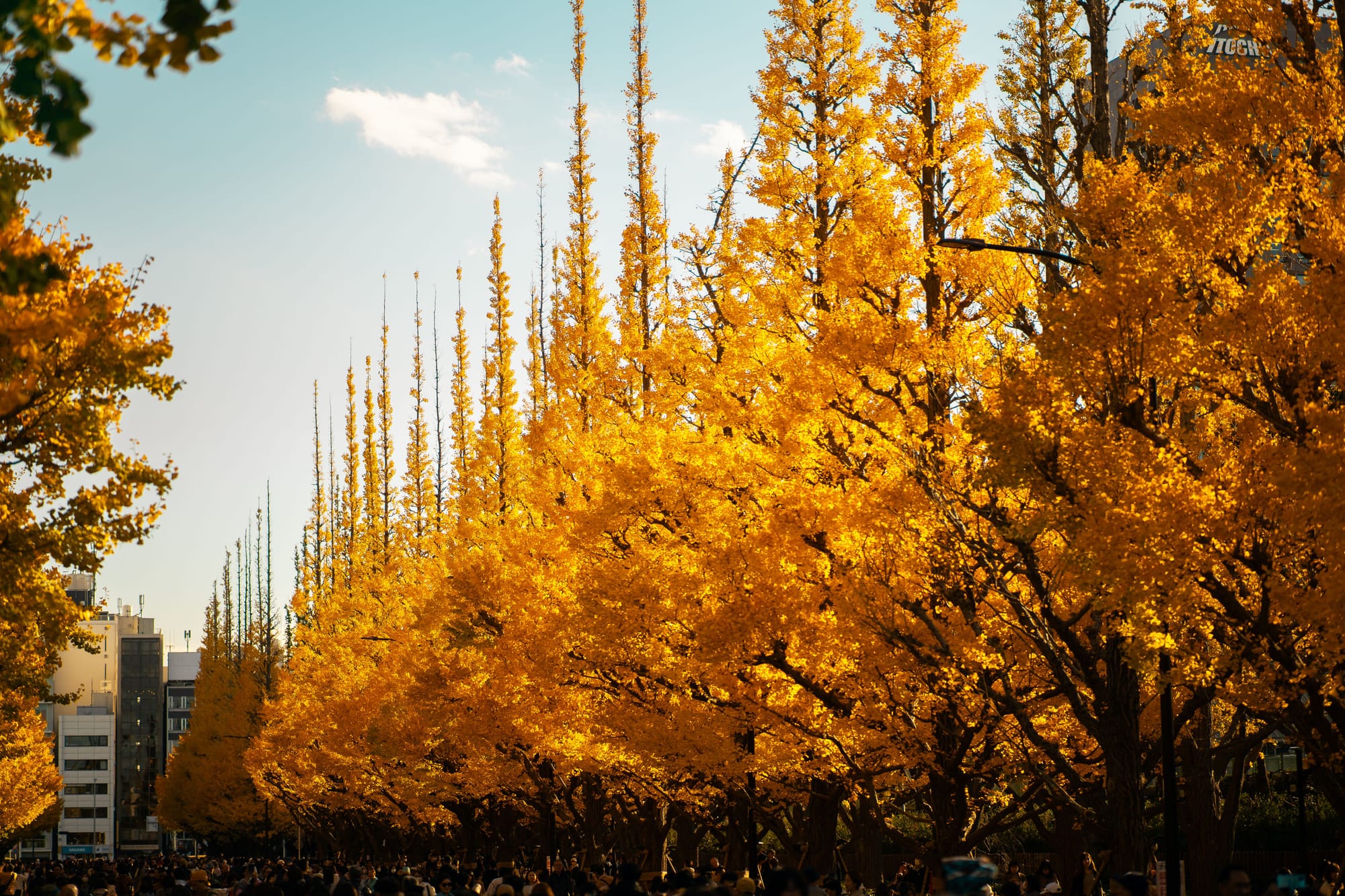 A row of tall ginkgo trees in full golden-yellow fall foliage lines a wide avenue, with crowds walking beneath the canopy and white office buildings against a pale blue sky.