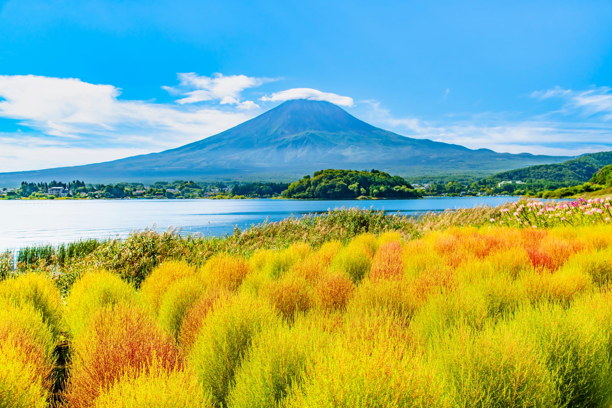 Fall colors below Mount Fuji: rounded bushes shading from yellow to orange and red fill the lakeside foreground, with pink flowers and plumed grasses at the water's edge and Fuji's cone capped by a single white cloud.