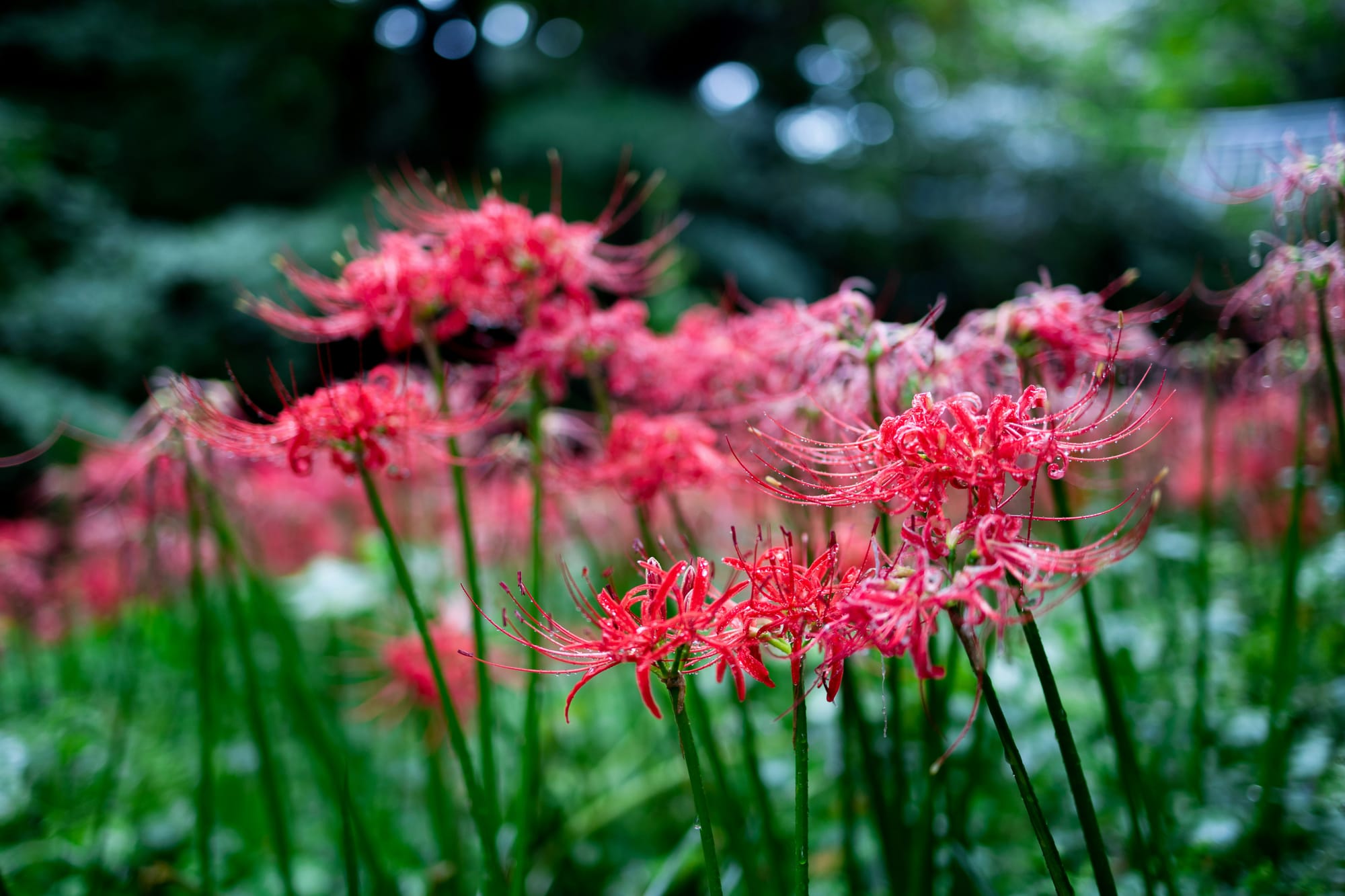 Bright red spider lilies bloom on tall green stems in a lush, softly blurred garden, creating a vibrant and tranquil late-summer scene.