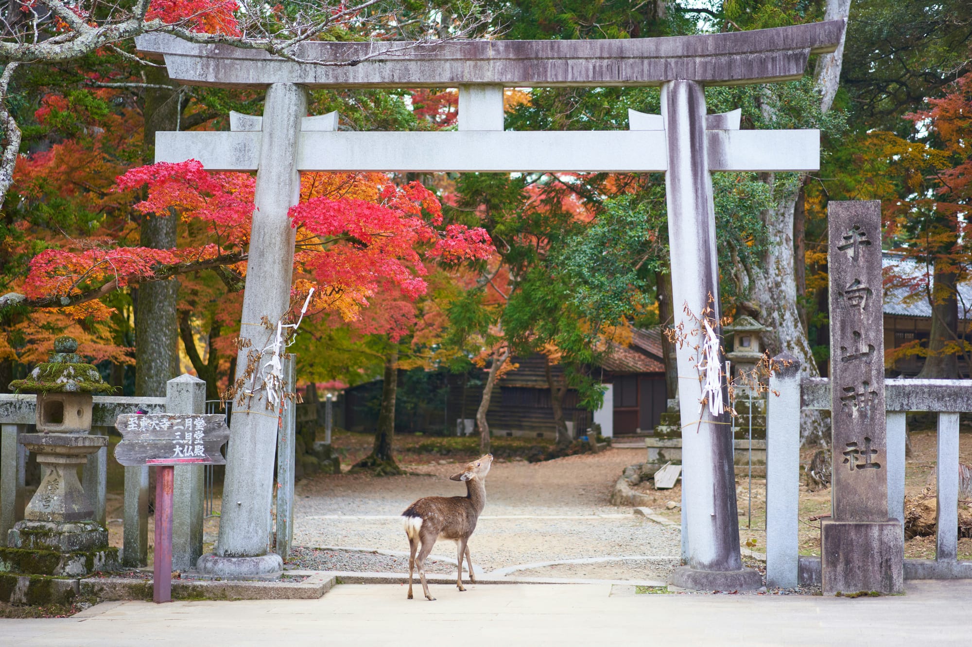 Weathered stone torii gate frames a deer entering a Japanese shrine, surrounded by vibrant red fall season maple trees and stone lanterns.