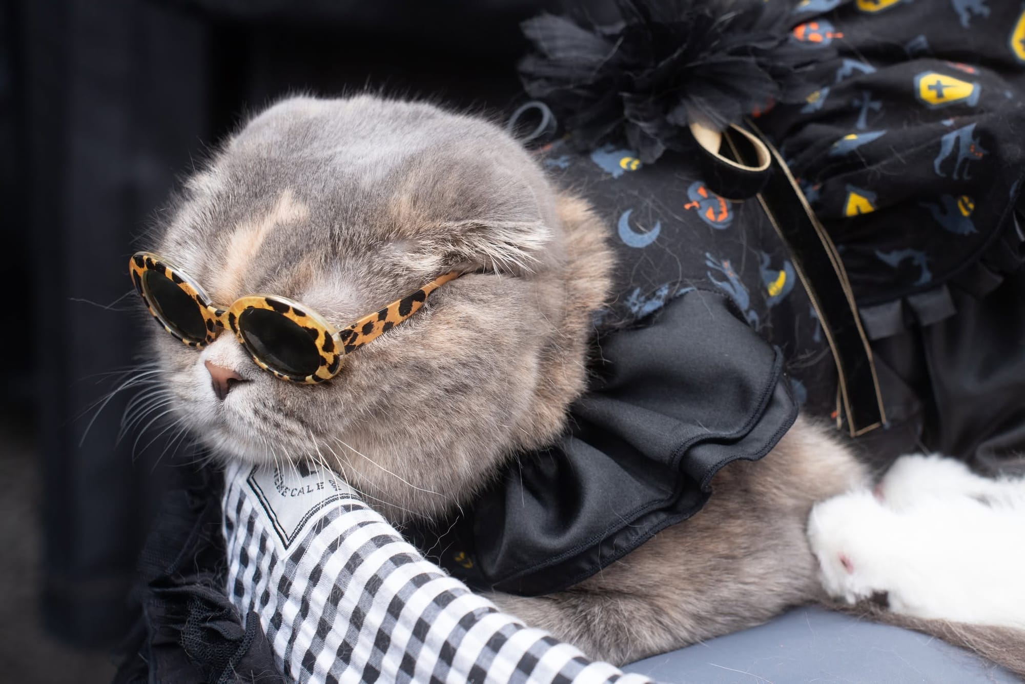 A grey cat with folded ears wears leopard-print round sunglasses, a black-and-white checked sleeve and a black outfit printed with ghosts, pumpkins and cats, one white paw stretched forward.
