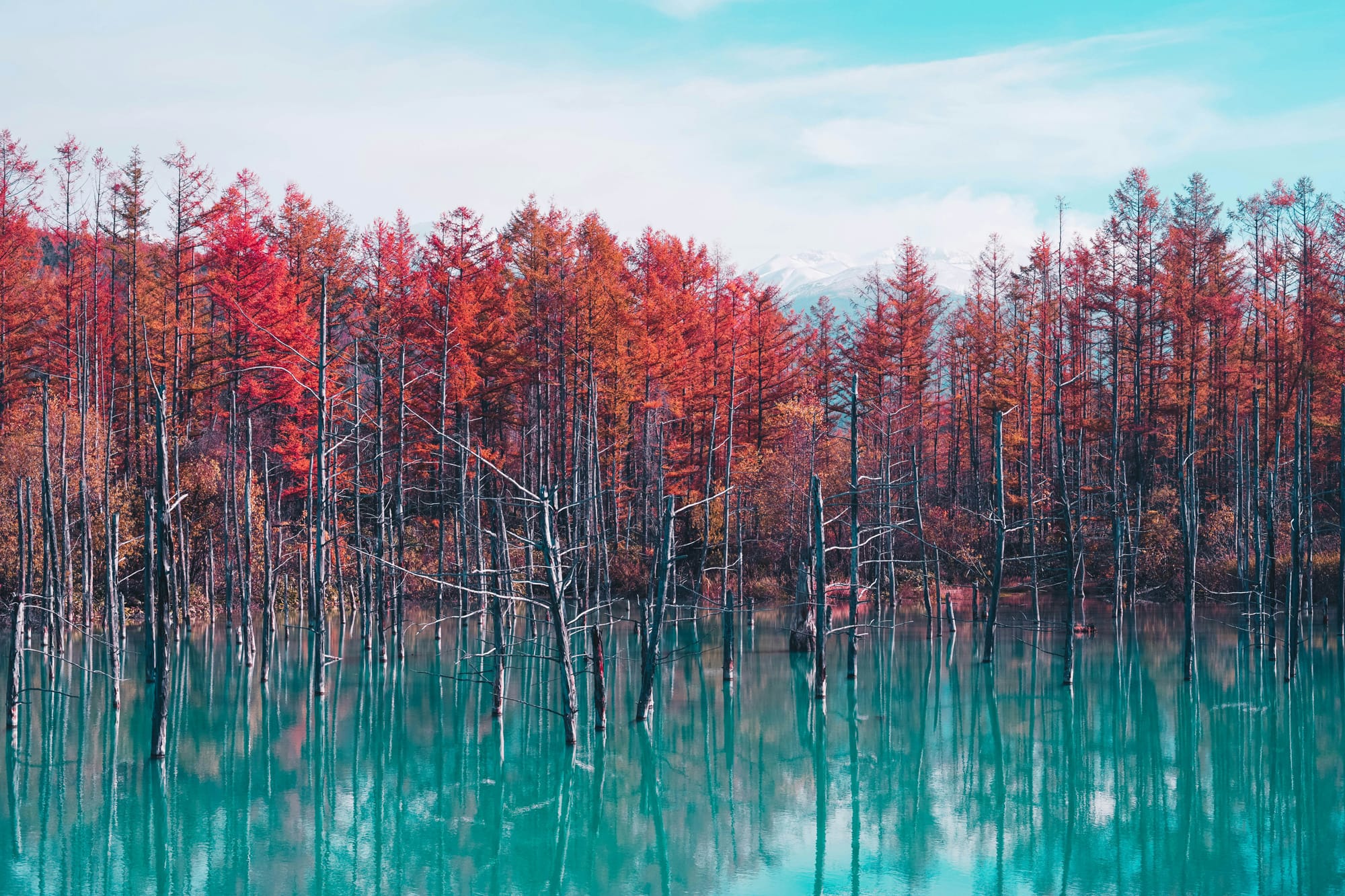 Bare gray tree trunks stand in a still turquoise pond, backed by a dense row of larch trees in red and orange fall foliage with snow-dusted peaks on the horizon.