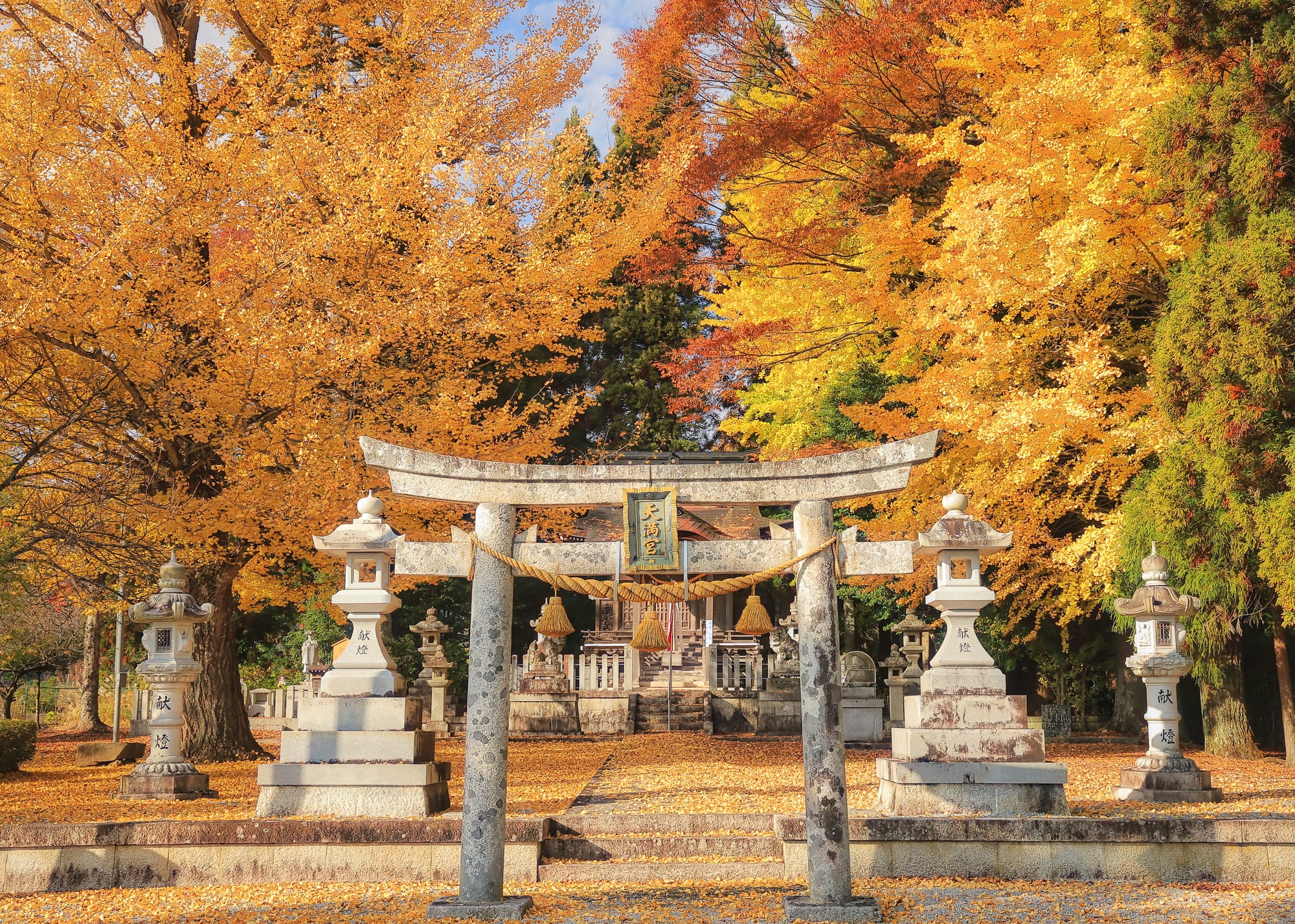 A stone torii gate hung with a straw rope stands before a Tenmangu shrine, flanked by stone lanterns beneath towering ginkgo trees in full golden fall foliage, yellow leaves carpeting the gravel path.