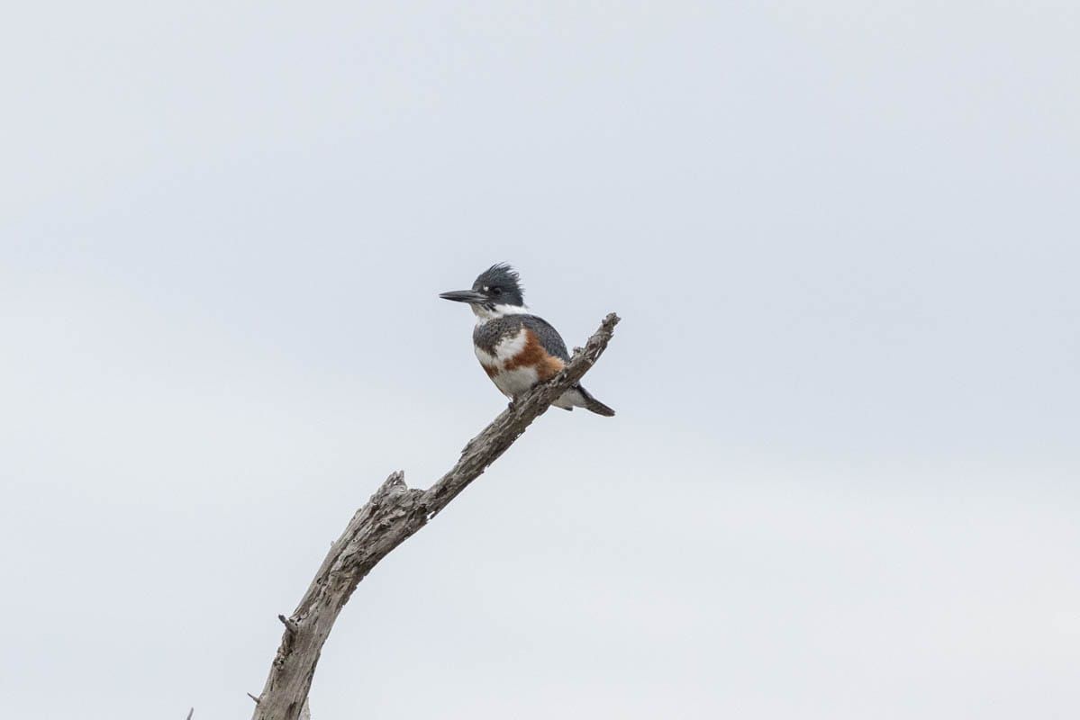 What Is Bird Watching?