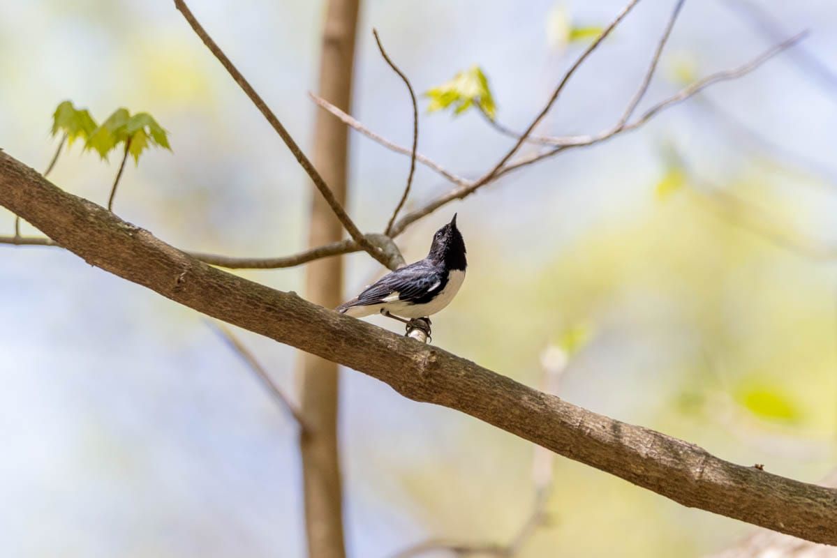 A Big Year - April Update