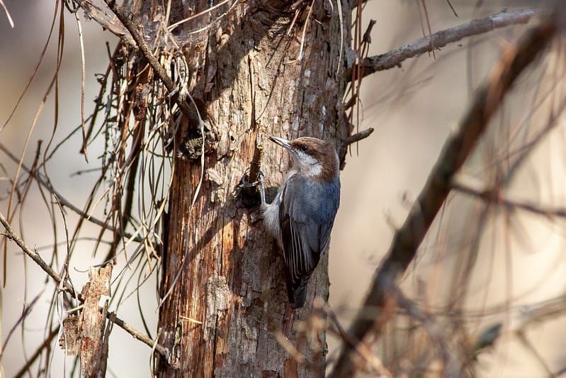 A Big Year - January Update