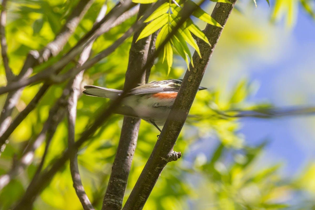 The Quiet Gratitude of Spotting a Lifer