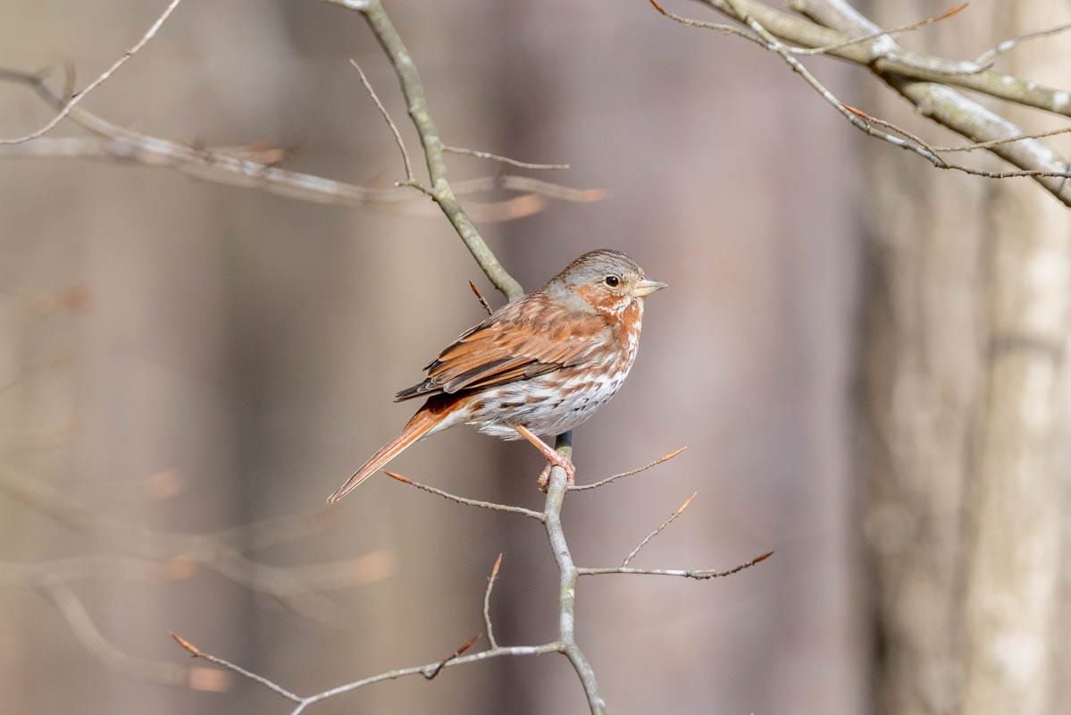 A Big Year - March Update