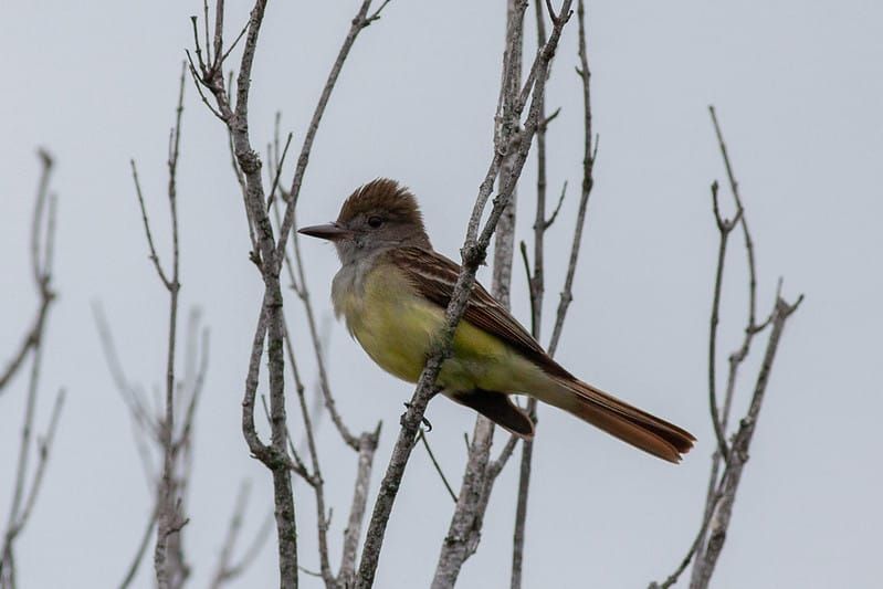 A Big Year - July Update