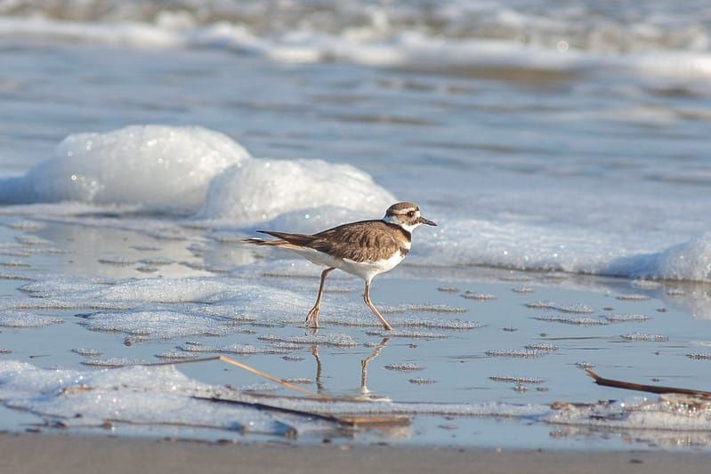 The Birds are Nesting