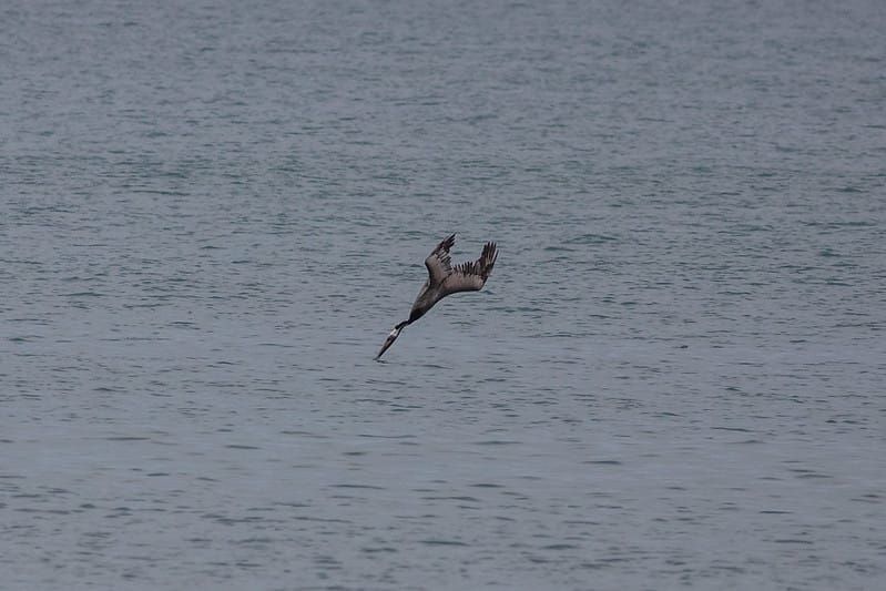 The Fall and the Rise