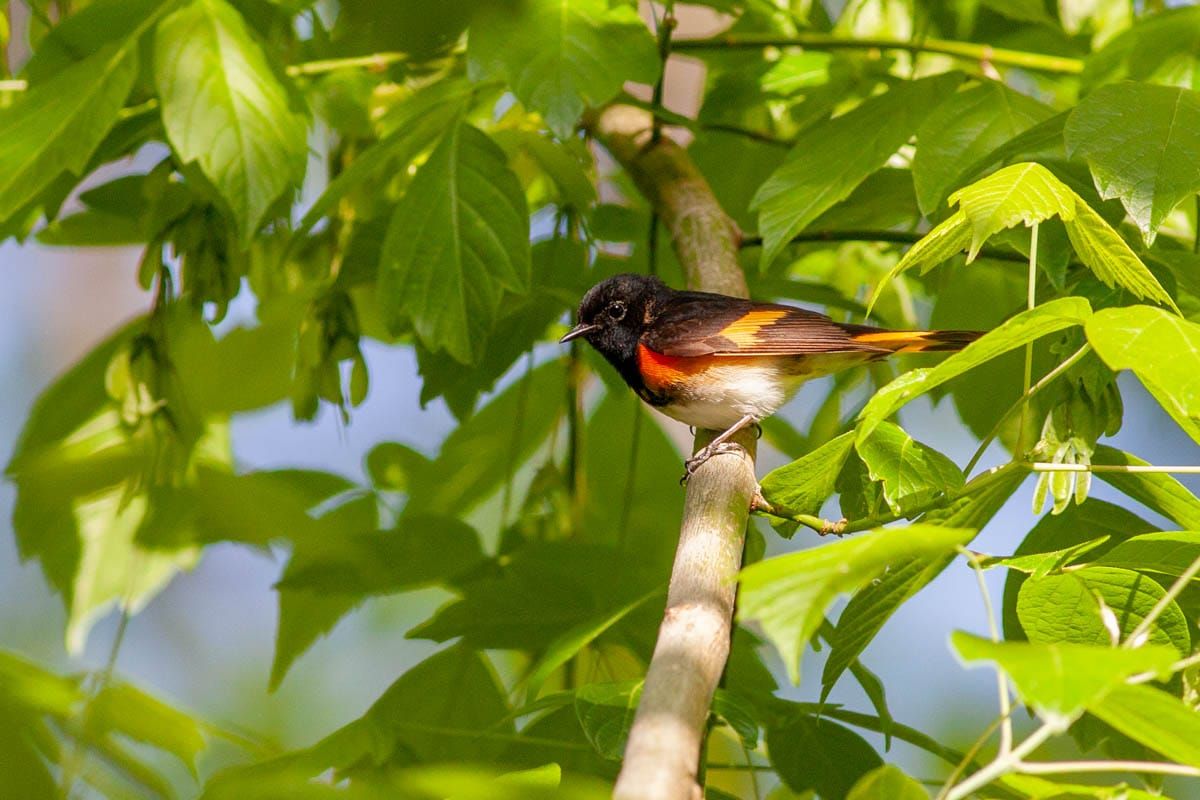 A Big Year - May Update