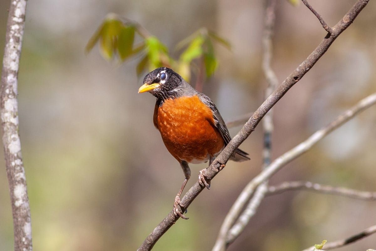 I Sit and Watch a Robin