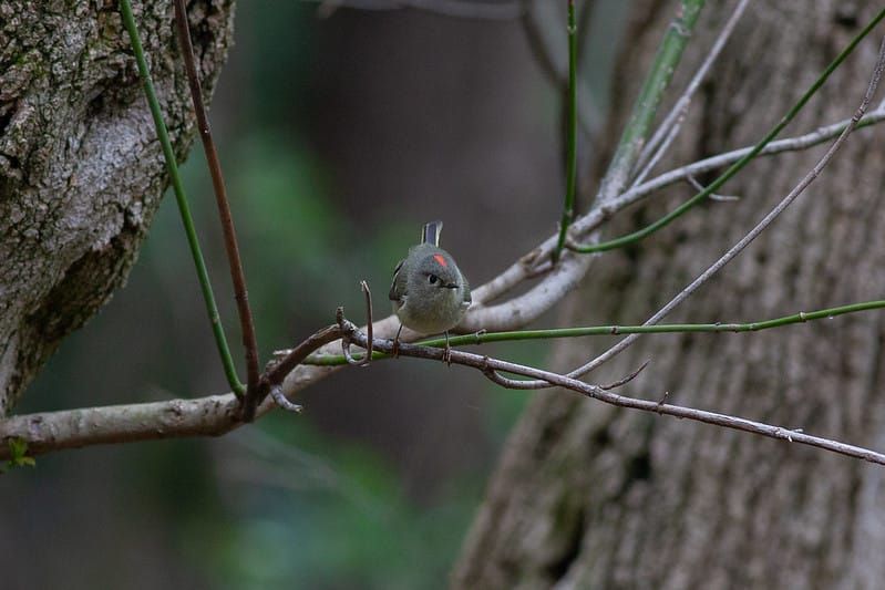 Do Birds Watch Us Back?