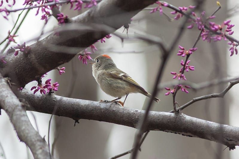 A Story of Kinglets on a Mountain Top