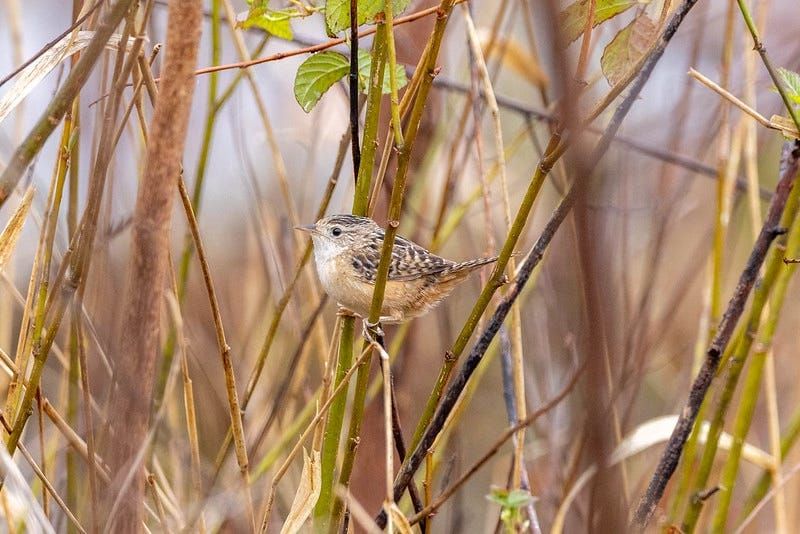 The Uncertainty of Bird Watching