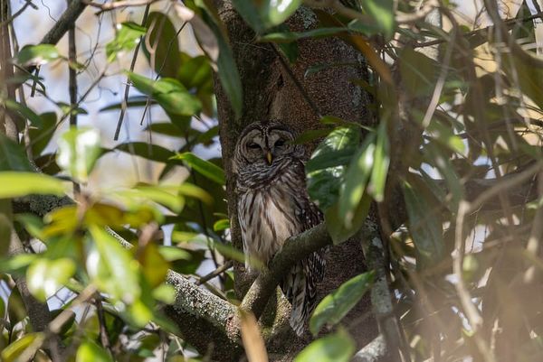 Life Lessons and Barred Owlets