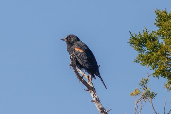 It's Winter and the Blackbirds Are Here