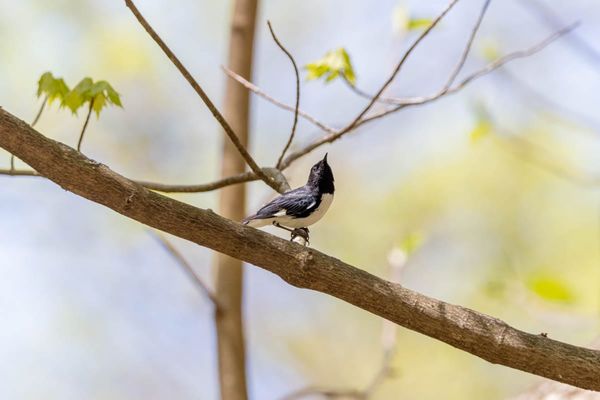 A Big Year - April Update