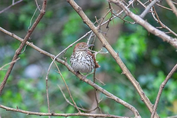 The Deafening Quiet of Summer