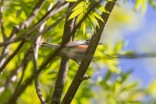 The Quiet Gratitude of Spotting a Lifer