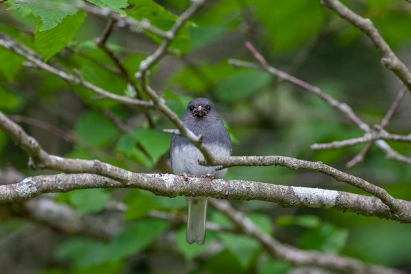 A Big Year - February Update