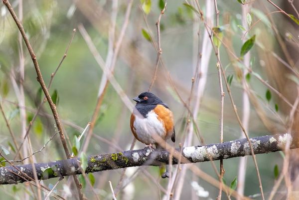 An Ode To The Scrumpers