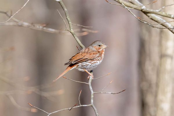 A Big Year - March Update