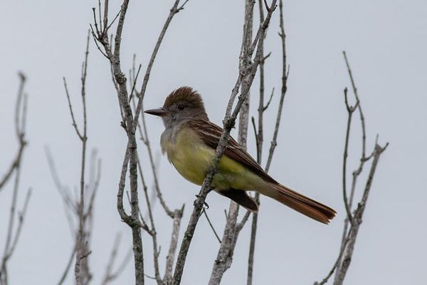 A Big Year - July Update