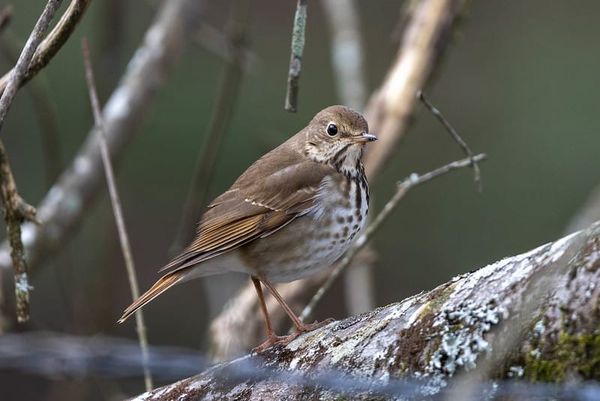 The Small Ceremonies of Bird Song