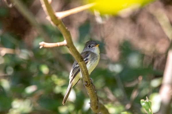 Shrugging off the Listlessness of Summer
